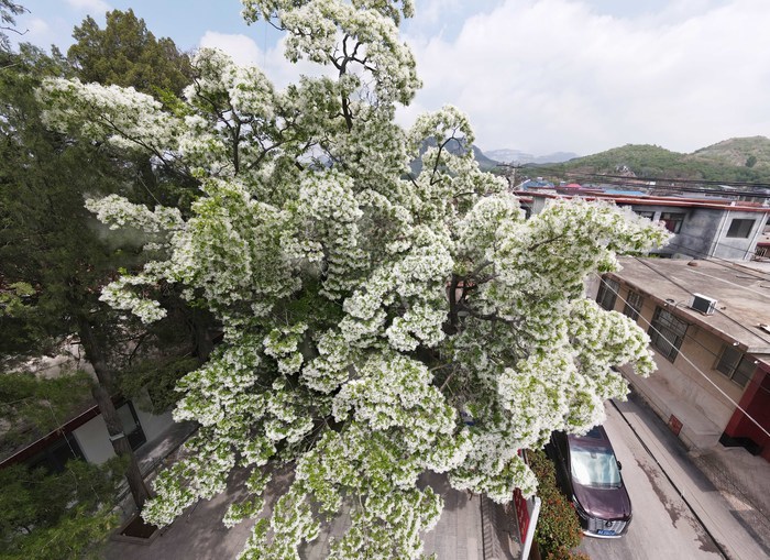 千年降龙树花开似雪 香飘十里美如画