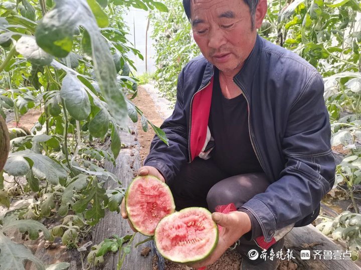 扶贫瓜链接乡村振兴，薛城区大吕巷大棚种植产业念活“致富经”