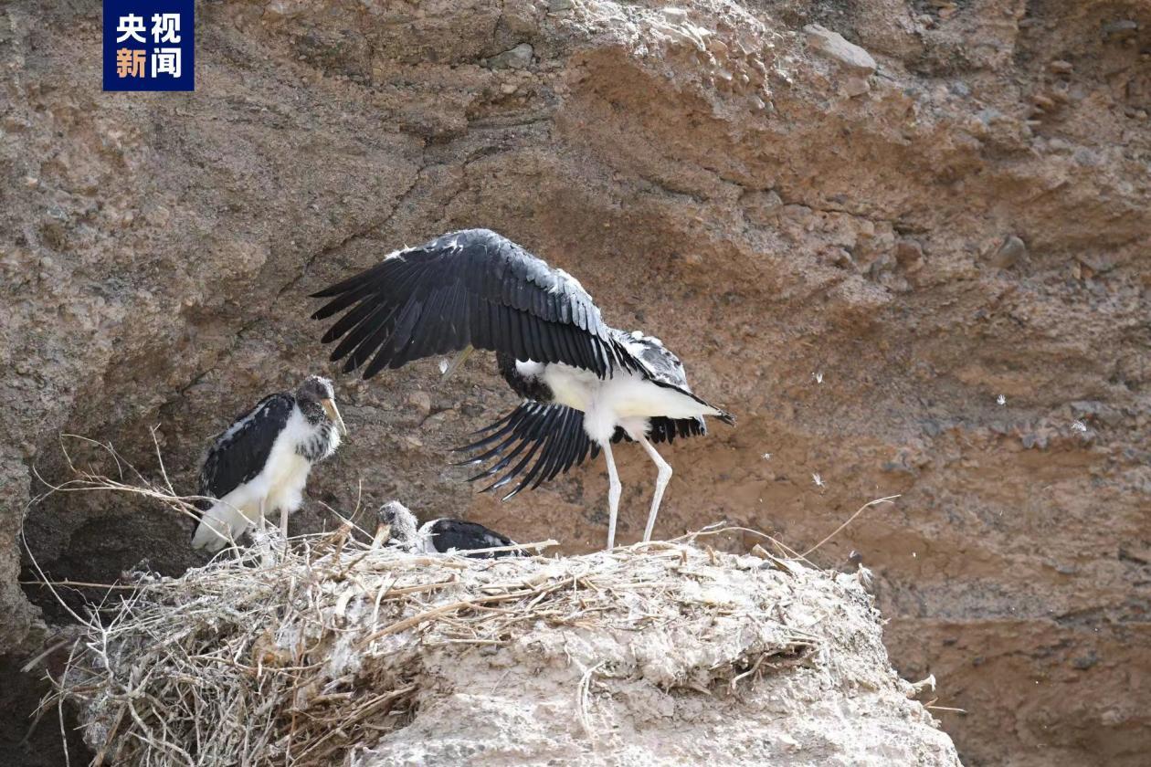 祁连山国家公园盐池湾保护区首次记录到“鸟中大熊猫”黑鹳繁殖