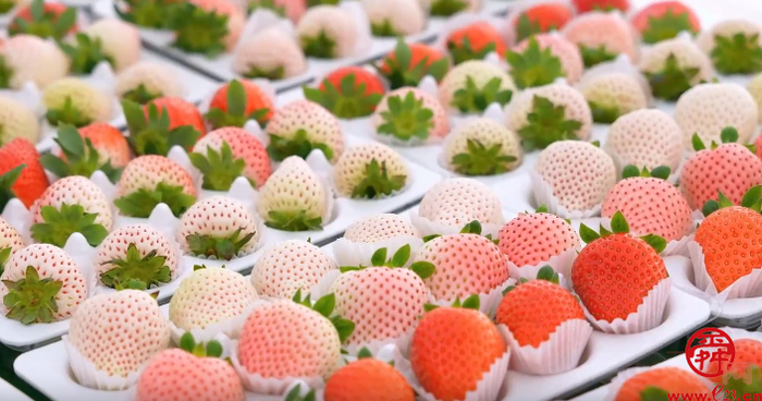 济南“百菜园”荣升盒马村  唐荷堂让播种即有“归宿”