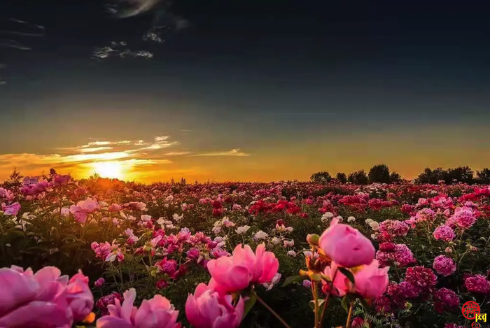 天上人家牡丹艺术文化节邀您免费游