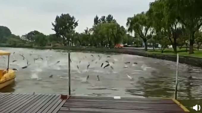 大型蹦迪现场！南京玄武湖公园现群鱼跳跃奇观！