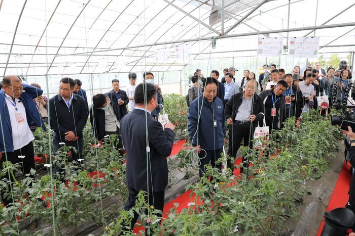 为期6天，一起感受春日“番”华：天桥区沃小番番茄文化旅游艺术节启幕