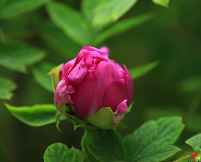 天上人家牡丹艺术文化节邀您免费游