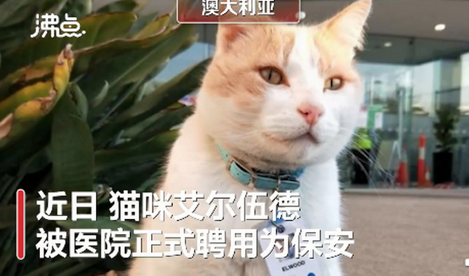 澳大利亚医院聘用猫做保安，配发专属工作牌