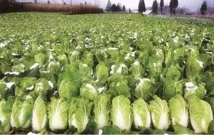 日供武汉2000吨蔬菜，网友纷纷为寿光点赞！