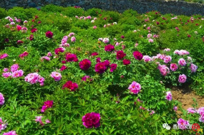 天上人家牡丹艺术文化节邀您免费游