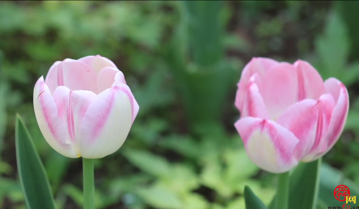 郁金满山香漫天 红叶谷上线“人间四月天”