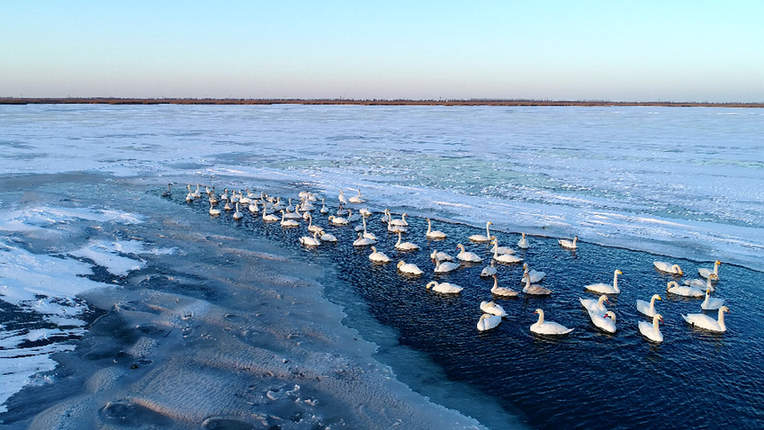 黄河入海口&middot;山东东营：这里有座&ldquo;鸟类国际机场&rdquo;