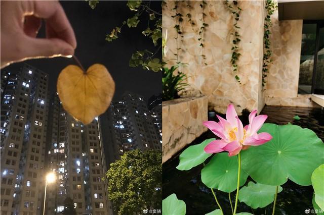 窦骁好会啊！窦骁深夜晒与何超莲合照 “爱莲”梗引网友调侃