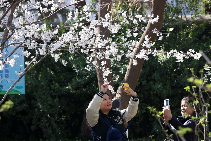 幸得三月樱花舞！济南五龙潭樱花盛放，如云似雪好迷人