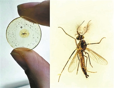 最古老蚊子化石证明1.3亿年前雄性蚊子也吸血 再现“侏罗纪公园”可能吗？