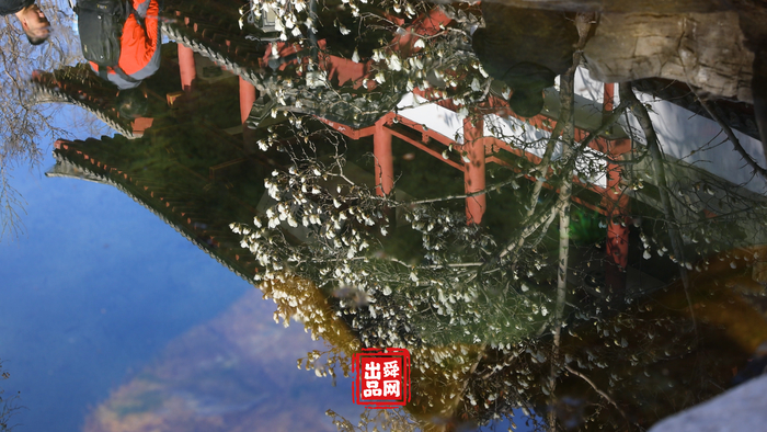 舜视频｜趵突泉畔，玉兰花开