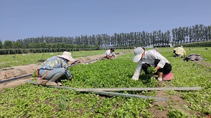 返乡小伙今成“种菜行家” 济南农场主痴情农耕只为蔬菜燃“新绿”