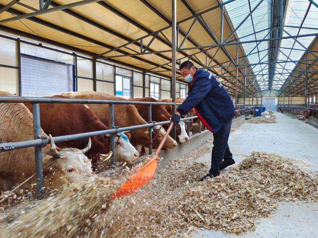 新華全媒丨黑龍江省賓縣肉牛產業發展觀察