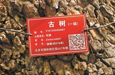 北京唯一毛梾古树迎来盛花期