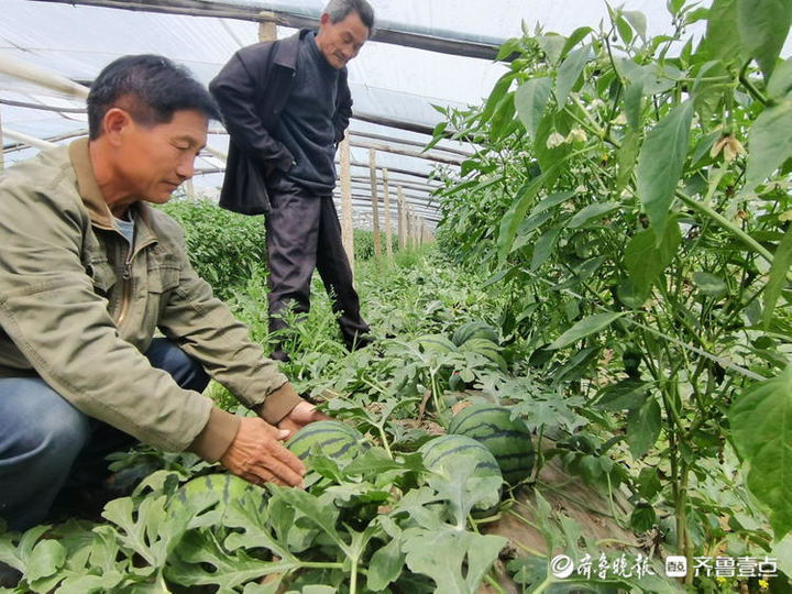 扶贫瓜链接乡村振兴，薛城区大吕巷大棚种植产业念活“致富经”