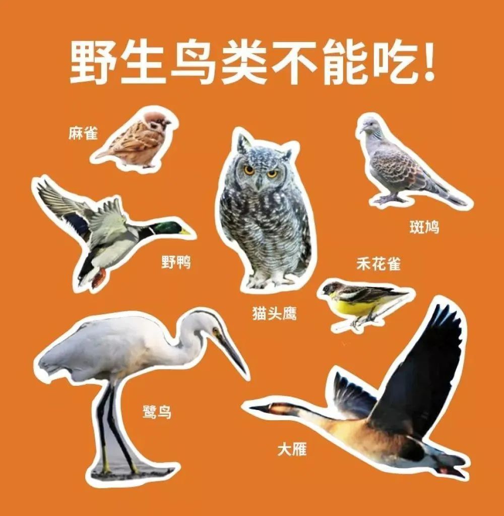 斑鸠(俗名野鸽子),野鸡,野鸭,大雁,禾花雀(原是黄胸鹀,濒危后,以栗鹀