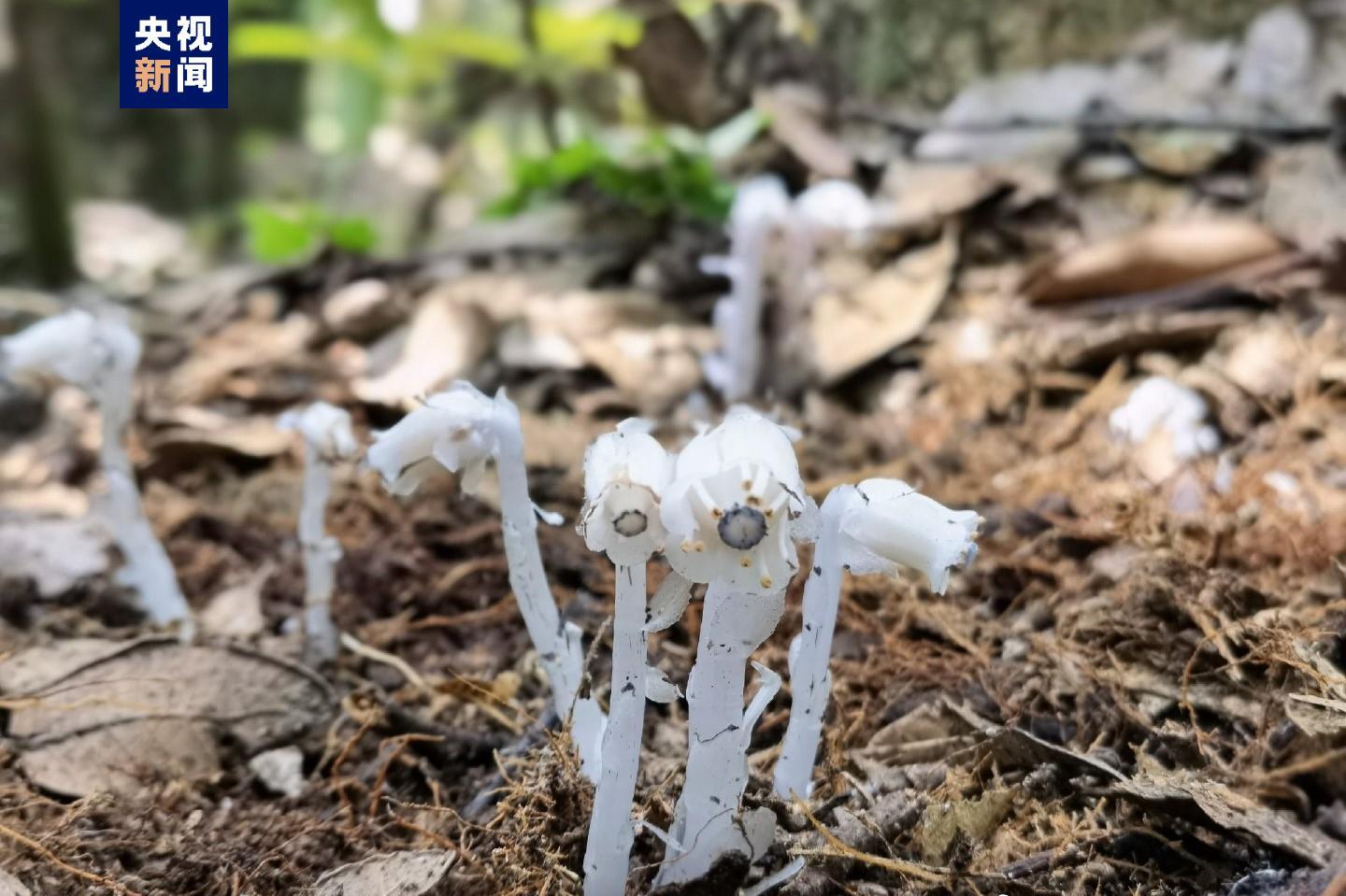 曲靖特色植物图片