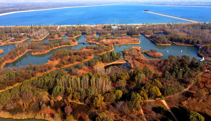 11月14日,沟汊纵横的济西国家湿地公园,金黄色的芦苇随风飘荡,水杉