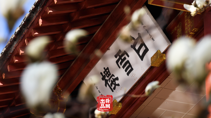 舜视频｜趵突泉畔，玉兰花开