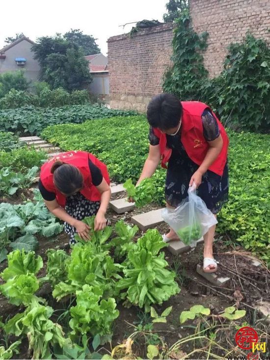 听说过“共享菜园”吗？就在章丘这个地方！