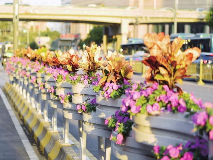 5组立体花卉造型 58.19万盆鲜花 济南市中花团锦簇盛装迎国庆