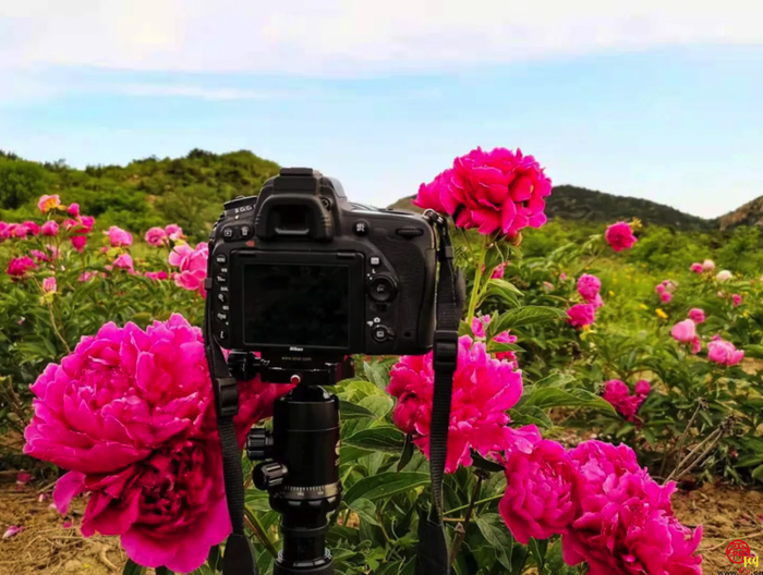 天上人家牡丹艺术文化节邀您免费游