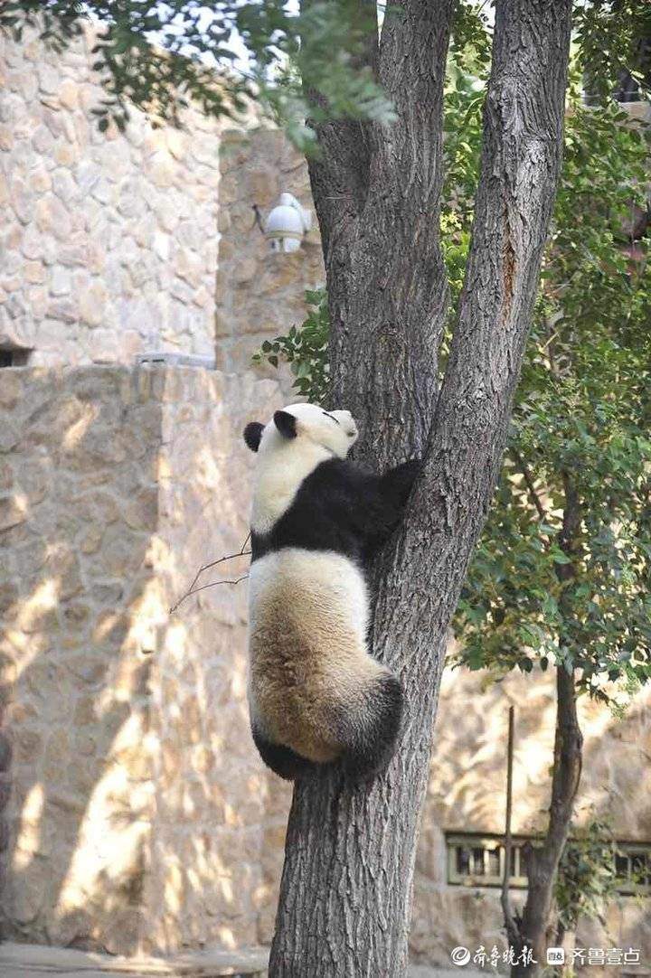 国际熊猫过节来一组憨态可掬的济南动物园熊猫上树图