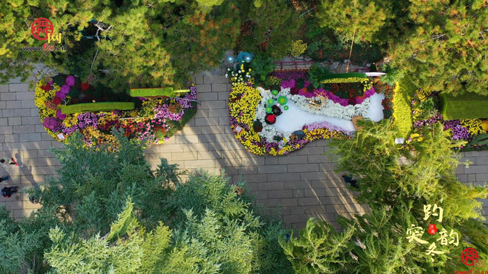 舜视频丨 冬菊傲霜泉水清冽 来感受趵突泉醉人冬韵