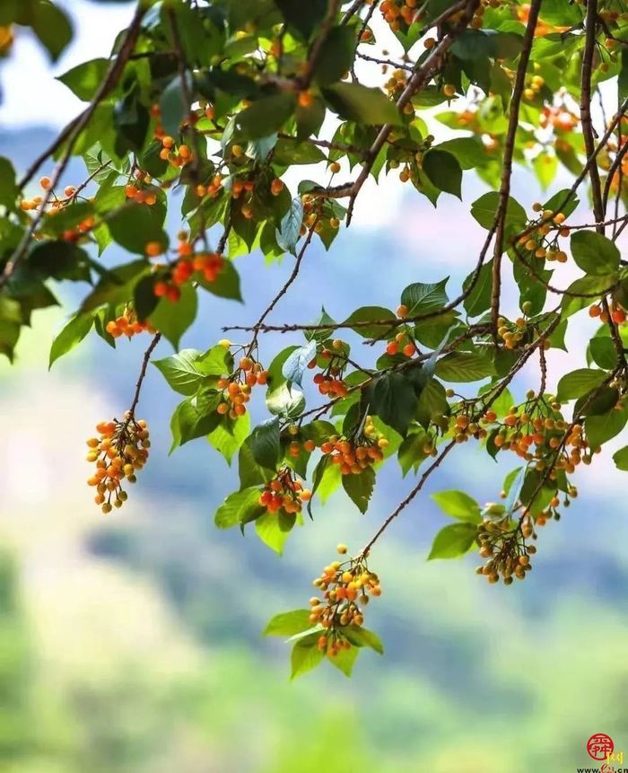 天上人家牡丹艺术文化节邀您免费游
