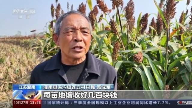 灌南县汤沟镇连五村党支部书记 王江妹:大小规模种植550多户,明年将